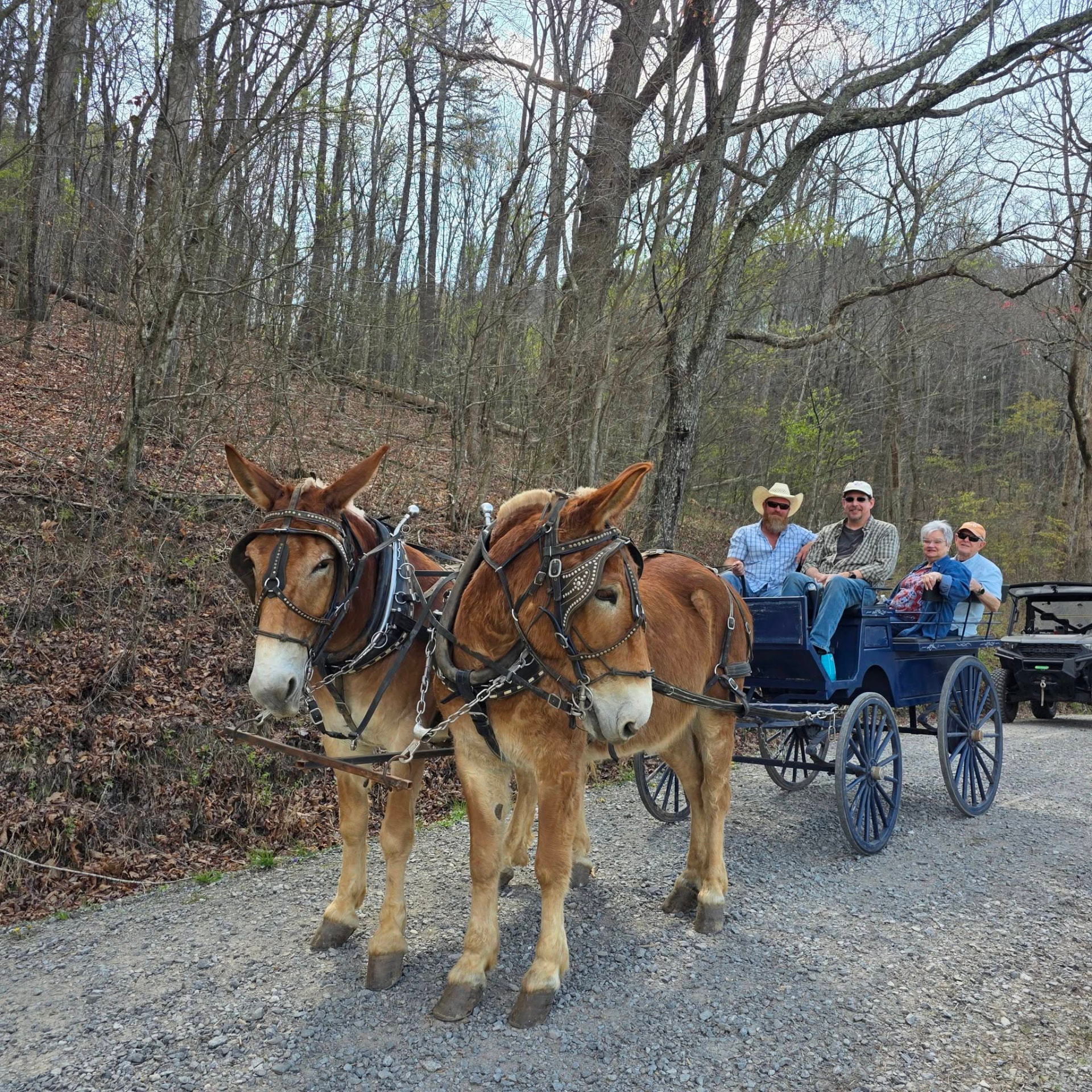Jim and Joe pulling the wagon with guests aboard down a wooded gravel road