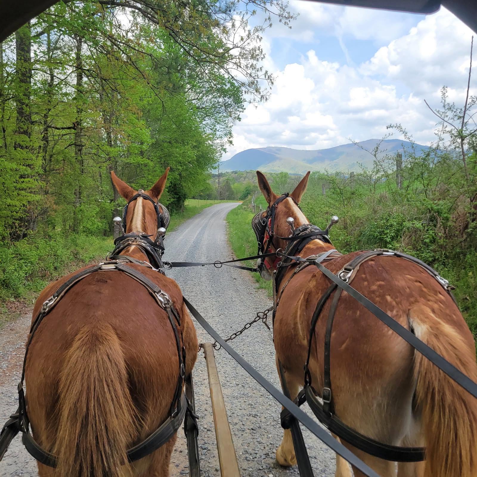 View from the wagon seat of two Belgian mules walking a gravel road toward the mountains